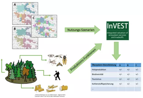 Abbildung 2: Verknüpfung von Waldnutzungs-Szenarien und Informationen zu Ökosystemleistungen im BioHolz-Projekt.