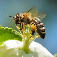 Honigbiene an Apfelblüte<br />
(J. Weissmann, Freising)