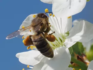 Honigbiene mit sichtbaren Körbchen (J. Weissmann, Weihenstephaner Kleingarten)