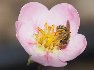 Kleine Wildbiene: Furchenbiene (J. Weissmann, Weihenstephaner Kleingarten)