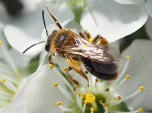 Mittelgroße Wildbiene: Rotschopfige Sandbiene (J. Weissmann, Weihenstephaner Kleingarten)