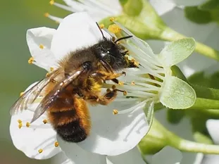 Mittelgroße Wildbiene: Rostrote Mauerbiene mit sichtbarer Bauchbürste) (J. Weissmann, Weihenstephaner Kleingarten)