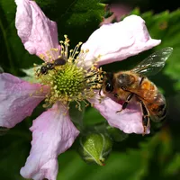 Honigbiene (rechts) und Schmalbiene (links) an Brombeerblüte<br />
(J. Weissmann, Freising)