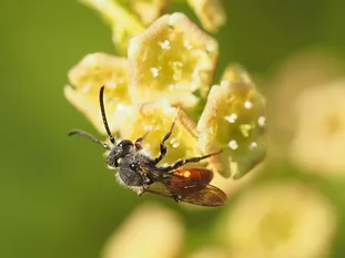 Kleine Wildbiene: Wespenbiene (J. Weissmann, Ökogartenanlage Vötting)