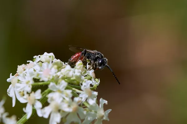 Parasitäre Blutbiene (Sphecodes spec.) auf einer Blüte des Gemeinen Bärenklaus. Bild: Simon Dietzel<br />
<br />
Parasitic blood bee (Sphecodes spec.) on a common hogweed flower. Picture: Simon Dietzel<br />
