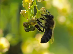 Honigbiene (J. Weissmann, Ökogartenanlage Vötting)