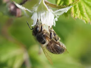 Honigbiene (J. Weissmann, Weihenstephaner Kleingarten)