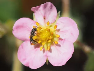 Kleine Wildbiene: Schmalbiene (J. Weissmann, Weihenstephaner Kleingarten)