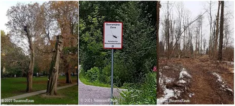 a) kranke Kastanienbäume in London, UK   b) Asian Moschusbockkäfer, BRD c) Eschensterben in Rosenheim, BRD