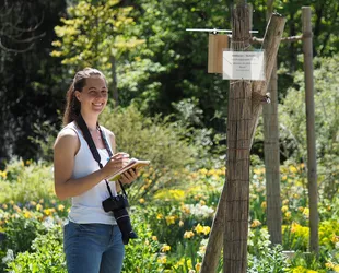 Pauline Bühler untersuchte 2019 die Wildbienen an Nisthilfen auf initialen Blühflächen in der Stadt (Foto: J. Weissmann)