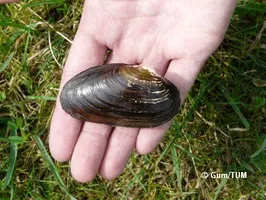 Thick shelled river mussel