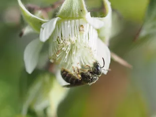 Kleine Wildbiene: Schmalbiene (J. Weissmann, Weihenstephaner Kleingarten)