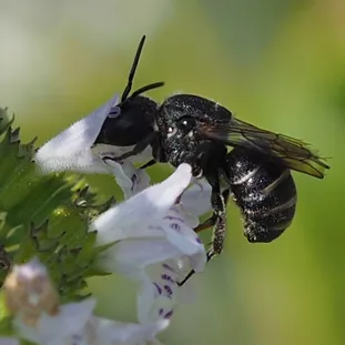 Punktierte Düsterbiene, eine Kuckucksbiene der Garten-Wollbiene, an Kleinblütiger Bergminze (J. Weissmann, Weihenstephaner Kleingarten)