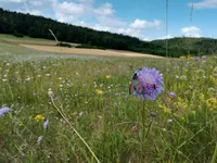 Plant diversity in grasslands – LandKlif