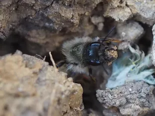 Rostrote Mauerbiene beim Sammeln feuchter Erde für den Bau ihrer Brutzellen (J. Weissmann, Gemeinschaftsgarten Knolle & Co, Vötting)