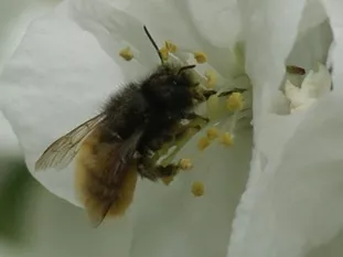 Mittelgroße bis große Wildbiene: Gehörnte Mauerbiene (I. Krömmüller, Domberg)