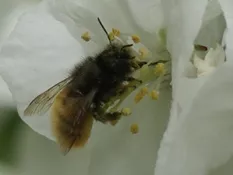 Gehörnte Mauerbiene an Apfelblüte (Iris Krömmüller, Domberg)