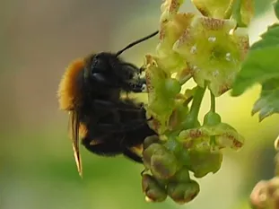 Mittelgroße Biene: Fuchsrote Sandbiene (J. Weissmann, Ökogartenanlage Vötting)
